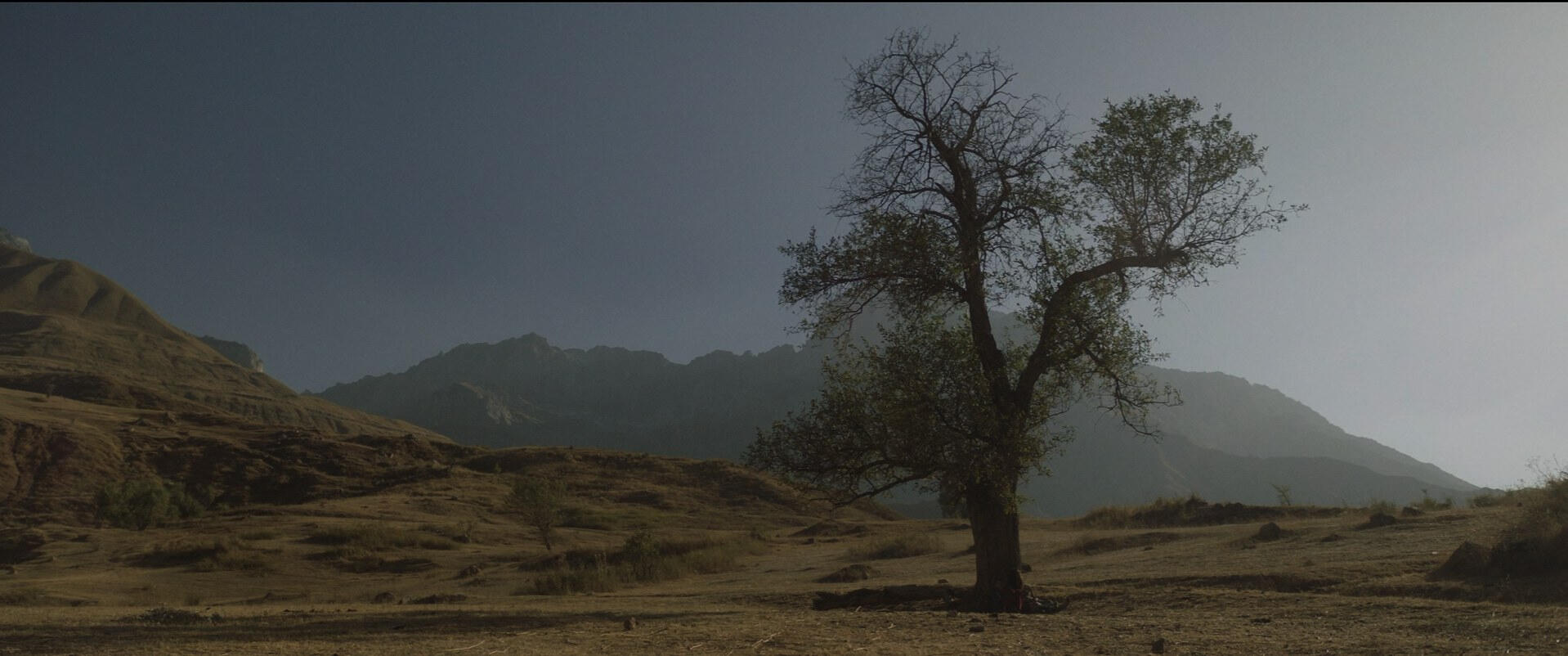 The lone tree The lone tree